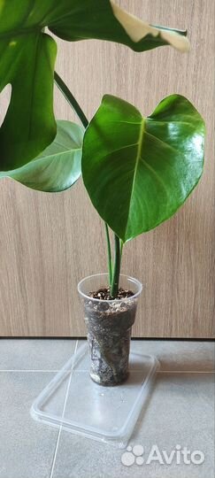 Монстера делициоза