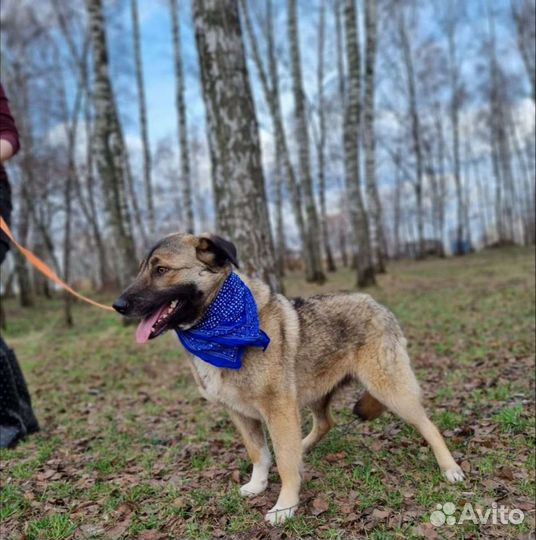 Мира спасите собаку из приюта