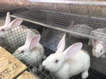 Кролики Хиколь (на разведение )