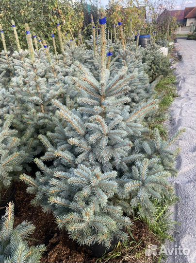 Ель голубая