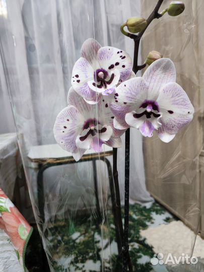 Орхидея фаленопсис