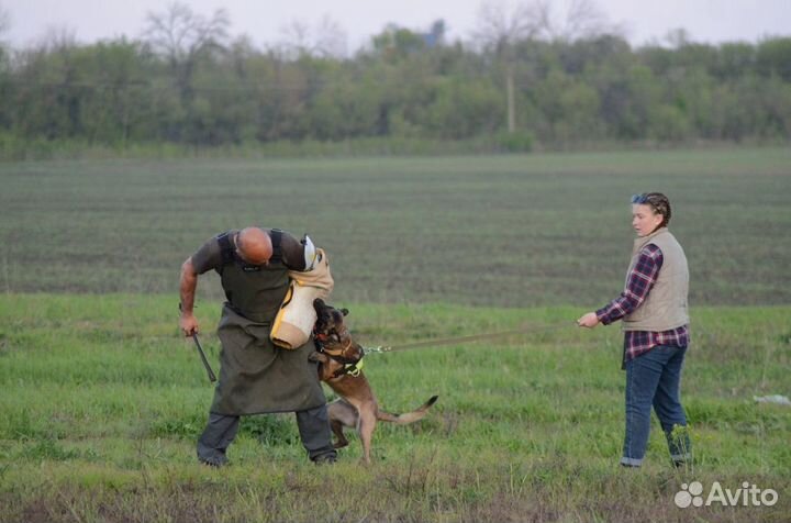 Бельгийская овчарка малинуа