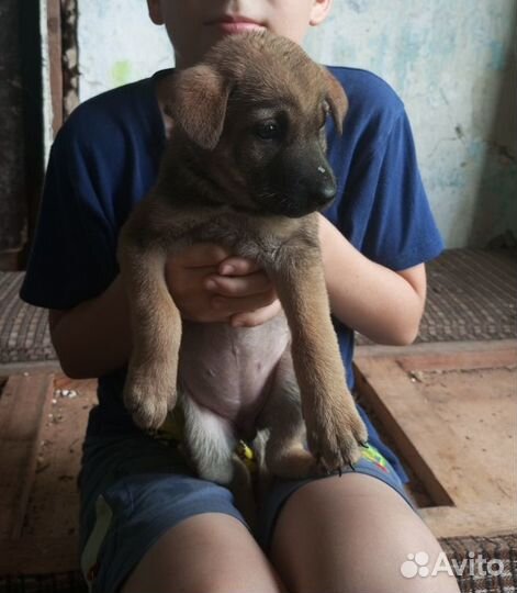 Щенок в добрые руки бесплатно