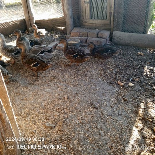 Утки дикаши, кряква