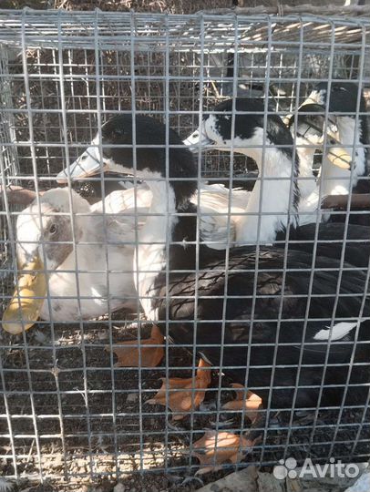 Самцы Утаков