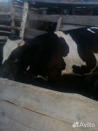 Корова дойная