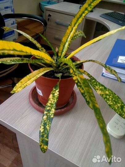 Кодиеум кротон