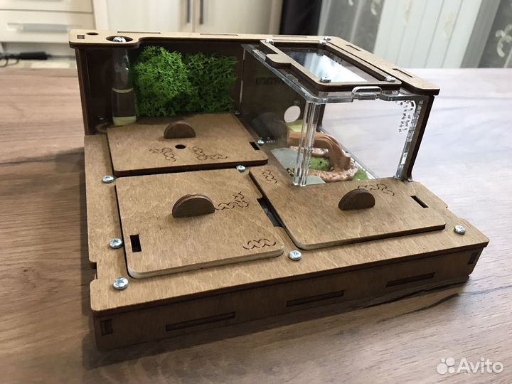 Муравьиная ферма с муравьями