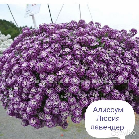 Черенки вегитативных петунии, алиссума, вербены