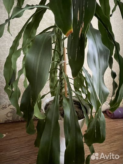 Драцена пальма