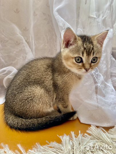 Золотая шиншилла. Девочка