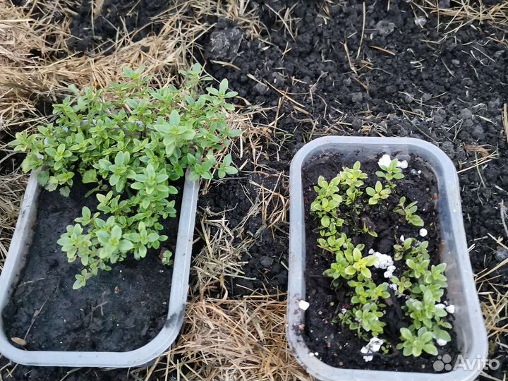 Тимьян Донна Валей. Пряные травы