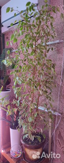 Фикус бенджамина пестролистный