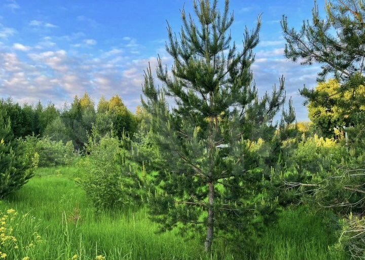 Участок 10 сот. (СНТ, ДНП)