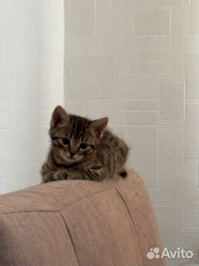 Котик бенгальский