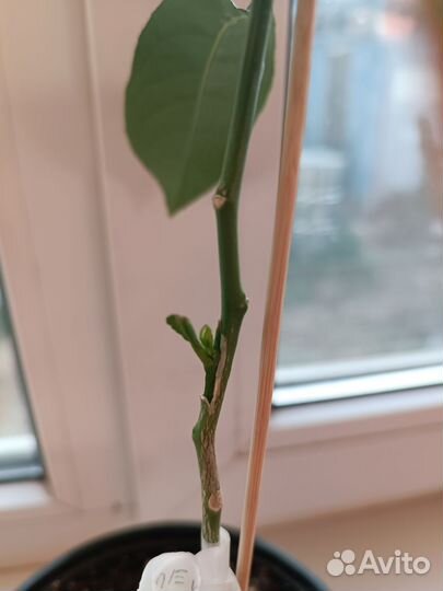 Прививка цитрусовых растений