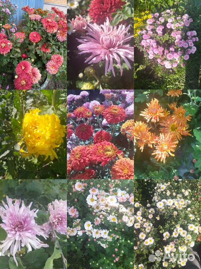 Наборы хризантем