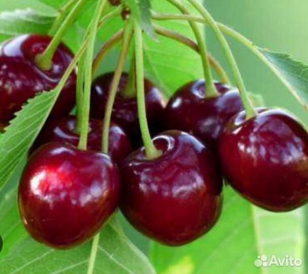 Плодовые деревья,кустарники, многолетники