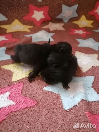 Отдам котят