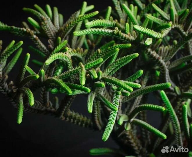 Крассулы разные (суккуленты)