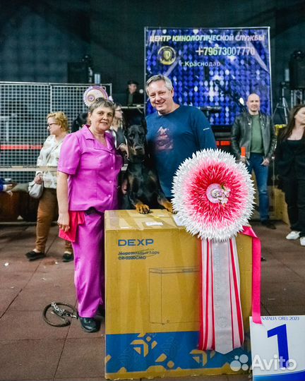 Профессиональный хендлер. Показ на выставках