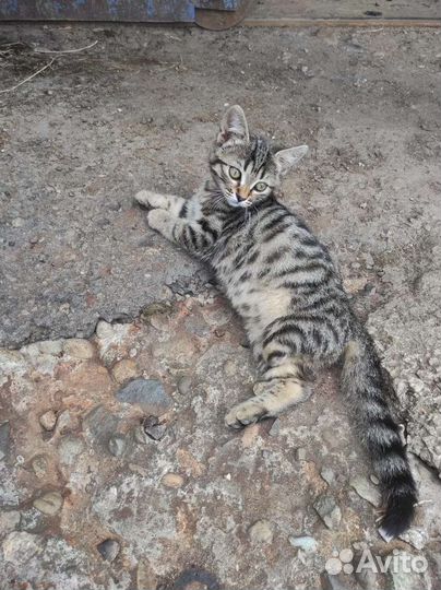 Трёхлапая кошечка