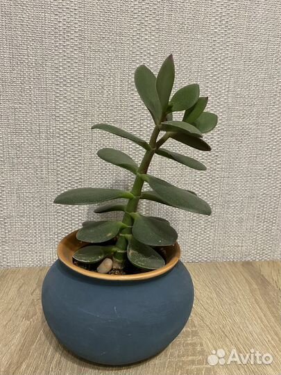 Денежное дерево толстянка