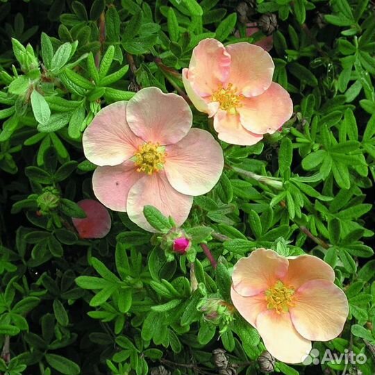 Лапчатка Дэйдон (1 саженец в горшке 15-20 см). Be