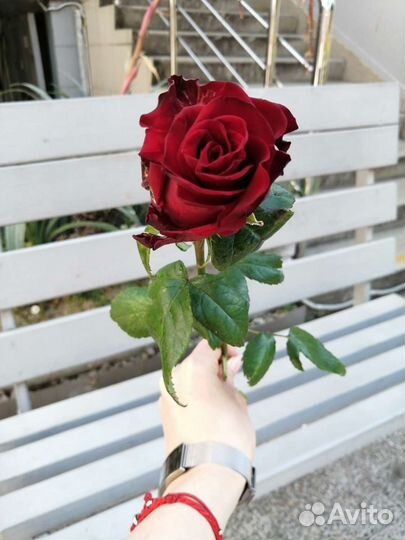 Цветы розы с доставкой