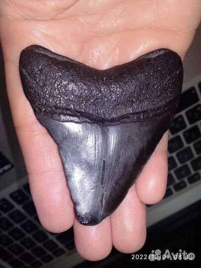 Зуб вымершей акулы - мегалодона (Otodus megalodon)