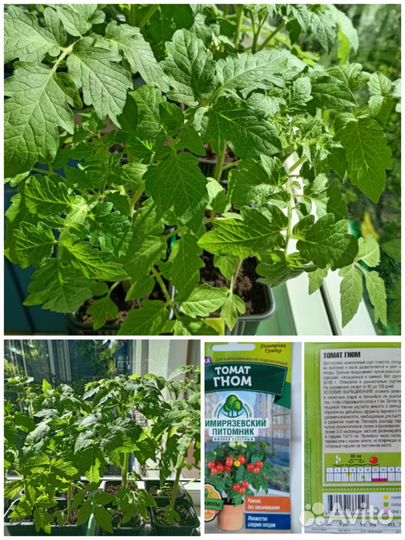 Рассада балконных помидор