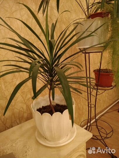 Пальмочка в горшке