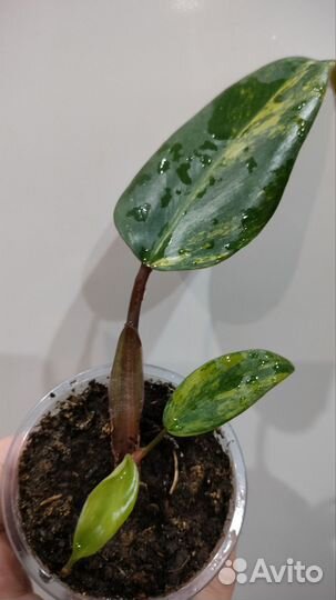 Филодендрон Ринг оф Файер