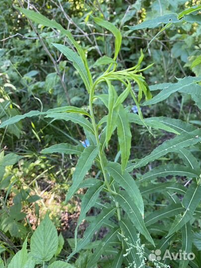 Иван чай ферментированный