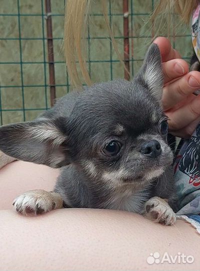 Чихуахуа голубо подпалый красавец