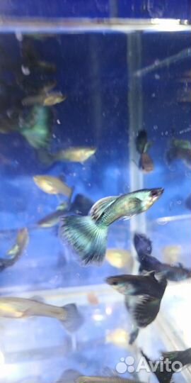 Гуппи синий