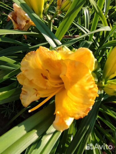 Лилейники сортовые