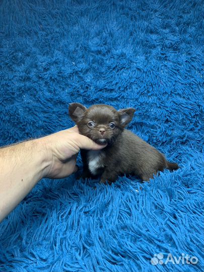 Шоколадный, длинношерстный мальчик чихуахуа