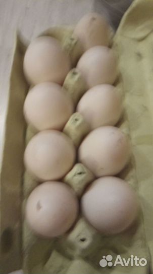 Продажа инкубационных мускусных уток