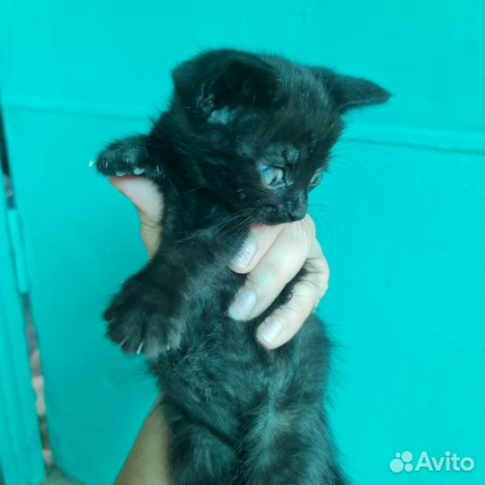 Кошки в добрые руки бесплатно