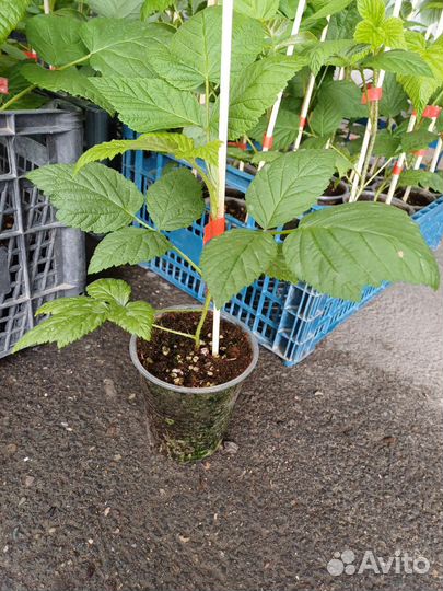 Саженцы малины