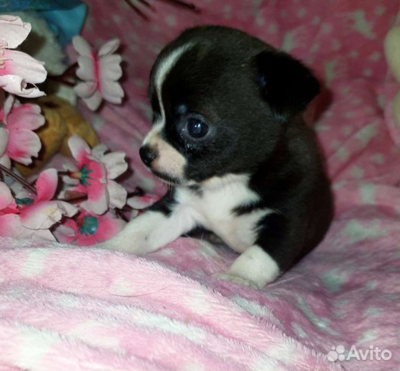 Очень кукольная минюшечка чихуахуа,доставка