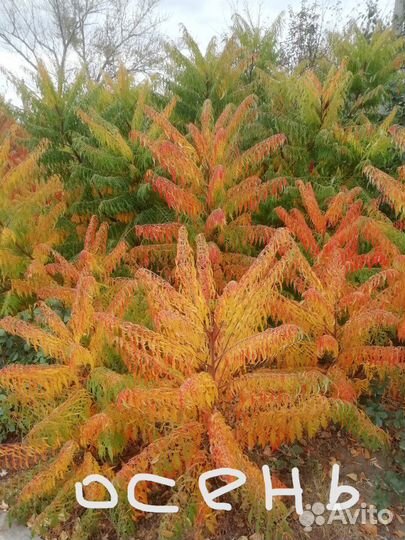 Сумах Оленерогий (северная пальма )