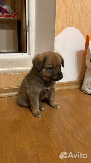Щенок 1,5 месяца