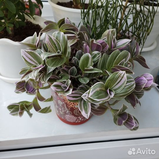 Традесканция Нанук