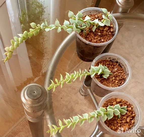 Дисхидия русифолия