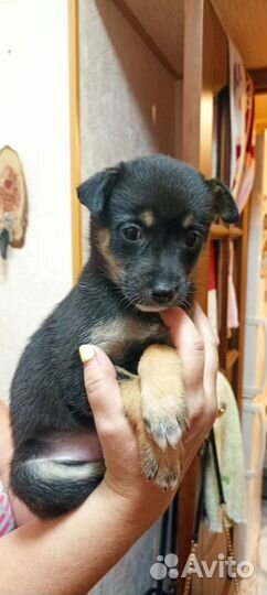 Щенок девочка в добрые руки бесплатно