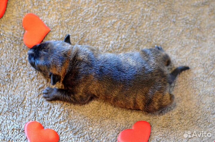 Стаффордширский бультерьер щенок