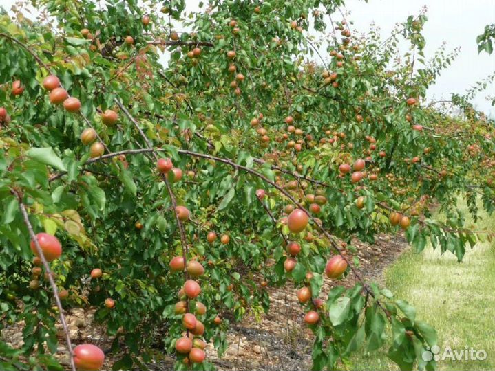 Абрикос, персик, колоновидные -саженцы