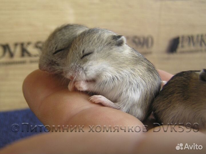 Китайский хомячок питомник